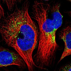 Anti-BLOC1S4 antibody produced in rabbit 