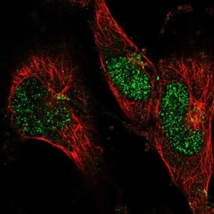 Anti-BLZF1 antibody produced in rabbit 