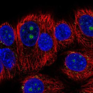 Anti-BMP7 antibody produced in rabbit 