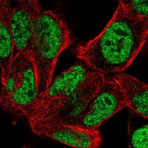 Anti-BOC antibody produced in rabbit 