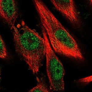 Anti-BPTF antibody produced in rabbit 