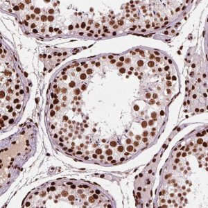 Anti-BRD4 antibody produced in rabbit 