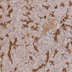 Anti-BRWD1 antibody produced in rabbit 