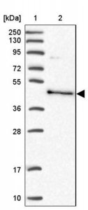Anti-BSPRY antibody produced in rabbit HPA042889-100UL