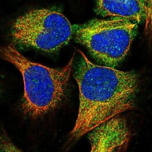 Anti-C15orf52 antibody produced in rabbit 