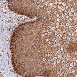 Anti-C15orf53 antibody produced in rabbit 