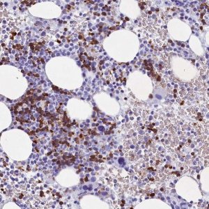 Anti-C16orf96 antibody produced in rabbit 