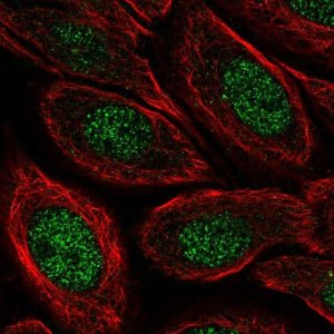 Anti-C19orf68 antibody produced in rabbit 