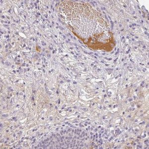 Anti-C1QB antibody produced in rabbit 