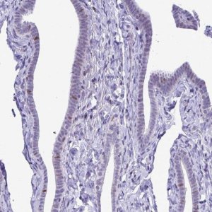 Anti-C1QL2 antibody produced in rabbit 