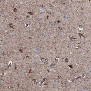Anti-C1QTNF4 antibody produced in rabbit 