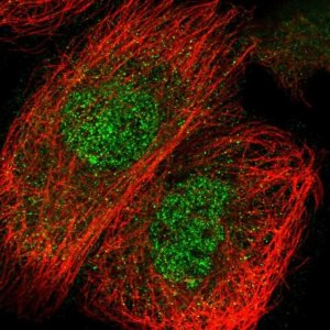 Anti-C2CD2 antibody produced in rabbit 