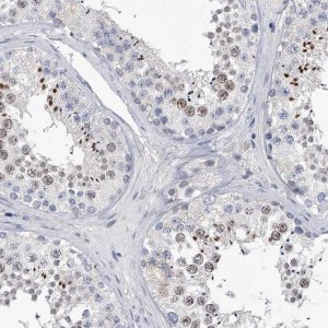 Anti-C2orf83 antibody produced in rabbit 