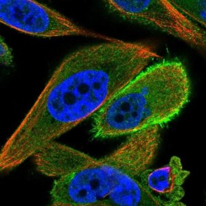 Anti-C3ORF14 antibody produced in rabbit 