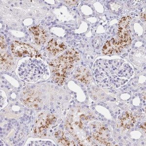 Anti-C4orf17 antibody produced in rabbit 