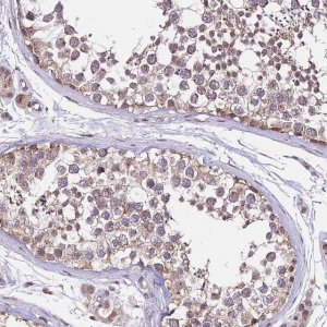 Anti-C4orf47 antibody produced in rabbit 