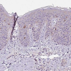 Anti-C4orf48 antibody produced in rabbit 