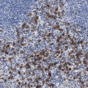 Anti-C5AR1 antibody produced in rabbit 