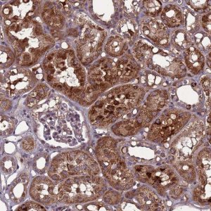 Anti-C8G antibody produced in rabbit 
