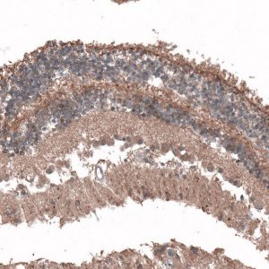 Anti-C8orf37 antibody produced in rabbit 