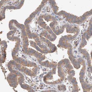 Anti-C8orf37 antibody produced in rabbit 