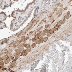 Anti-C8orf86 antibody produced in rabbit 