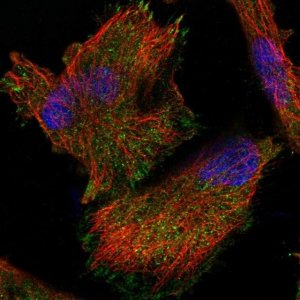 Anti-C9orf172 antibody produced in rabbit 