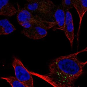 Anti-CACNA2D2 antibody produced in rabbit 