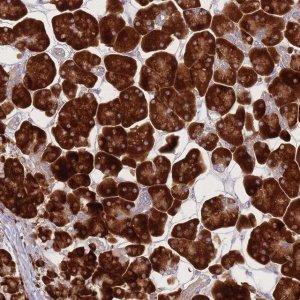 Anti-CACNG5 antibody produced in rabbit 