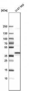 Anti-CALHM2 antibody produced in rabbit 