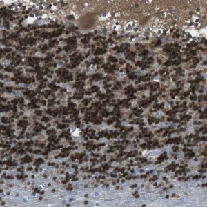 Anti-CAMK4 antibody produced in rabbit 