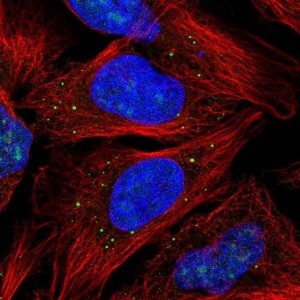 Anti-CAMLG antibody produced in rabbit 