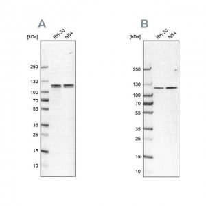 Anti-CAPRIN1 antibody produced in rabbit 