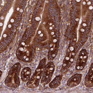 Anti-CAPRIN1 antibody produced in rabbit 