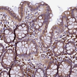 Anti-CAPS2 antibody produced in rabbit 