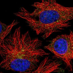 Anti-CARD10 antibody produced in rabbit 