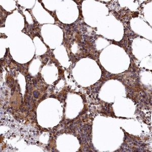 Anti-CARD19 antibody produced in rabbit 