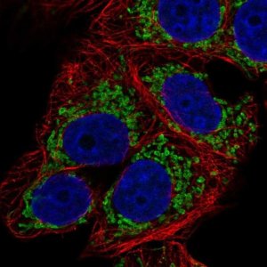 Anti-CARD19 antibody produced in rabbit 