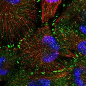 Anti-CARD6 antibody produced in rabbit 