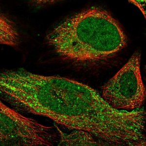 Anti-CARD8 antibody produced in rabbit 