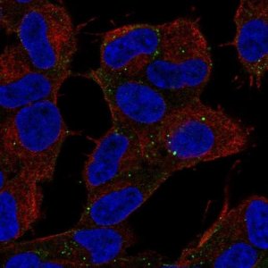 Anti-CARF antibody produced in rabbit 
