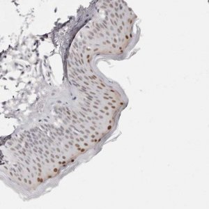 Anti-CASZ1 antibody produced in rabbit 