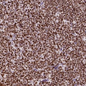 Anti-CBY3 antibody produced in rabbit 