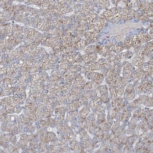 Anti-CCDC14 antibody produced in rabbit 