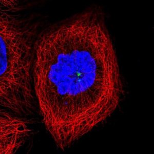 Anti-CCDC14 antibody produced in rabbit 
