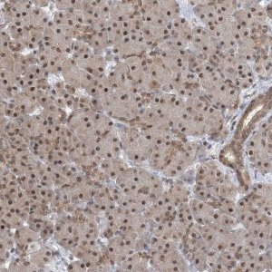 Anti-CCDC152 antibody produced in rabbit 