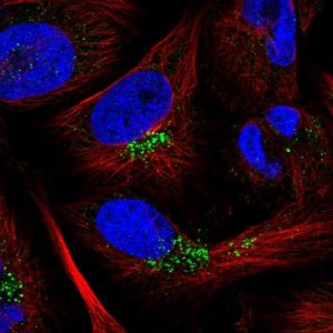 Anti-CCDC190 antibody produced in rabbit 