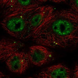 Anti-CCDC92 antibody produced in rabbit 