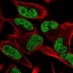 Anti-CCM2L antibody produced in rabbit 