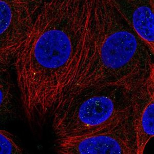 Anti-CCNF antibody produced in rabbit 